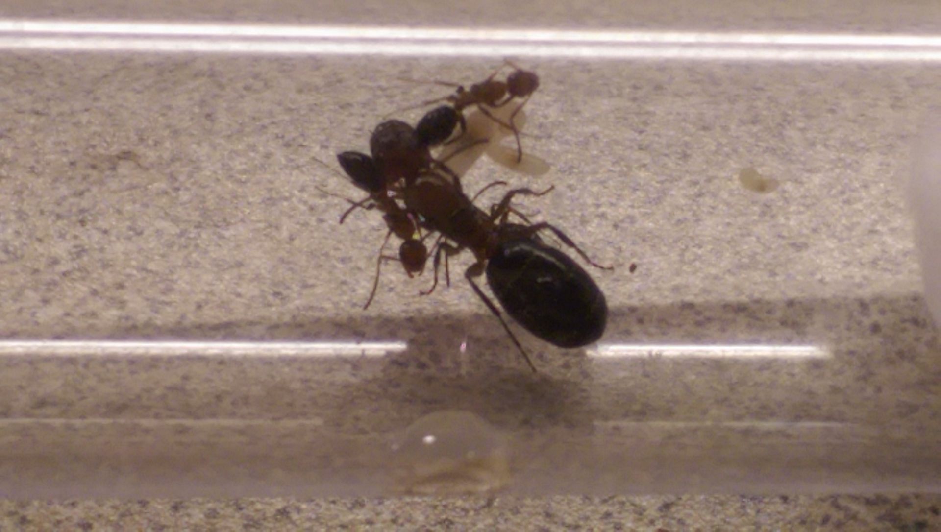 Camponotus_decipiens_1