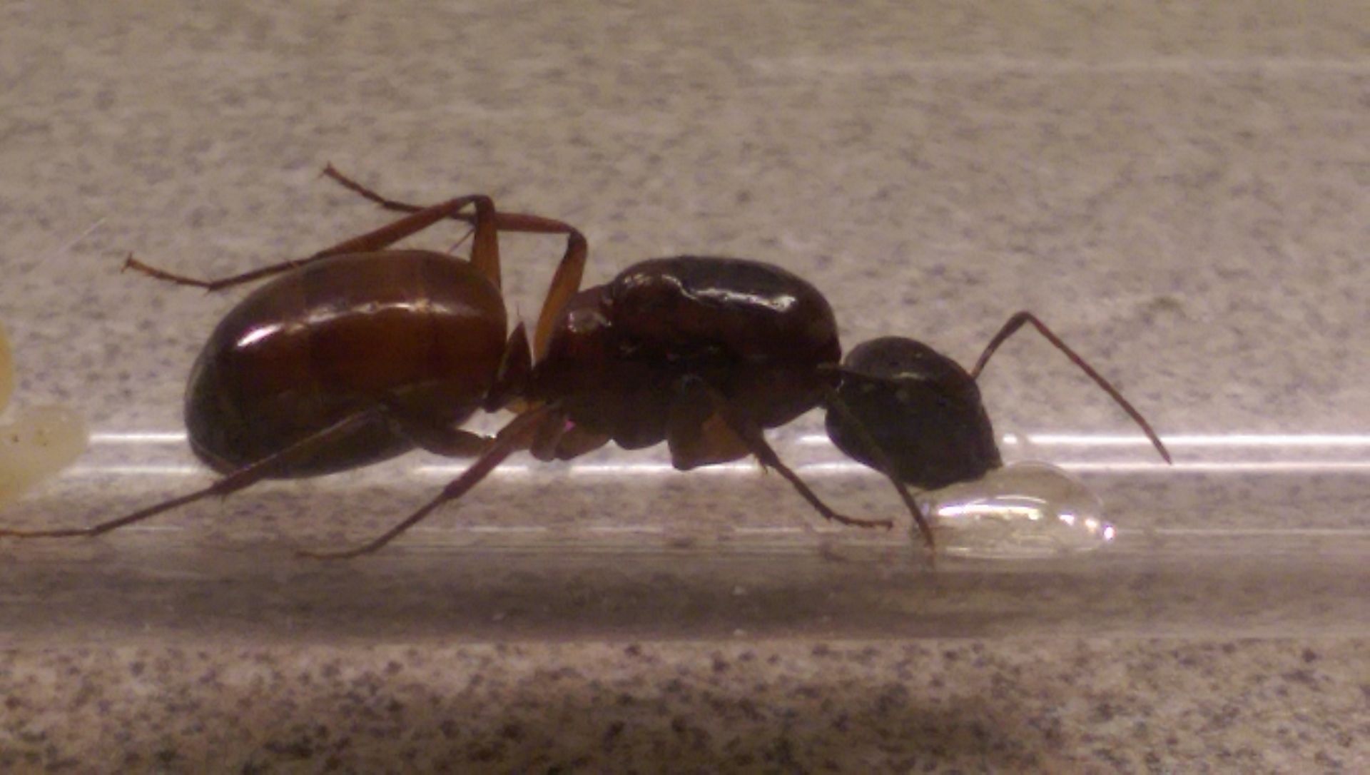 Camponotus_americanus_1