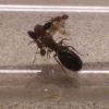 Camponotus_decipiens_1