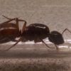 Camponotus_americanus_1