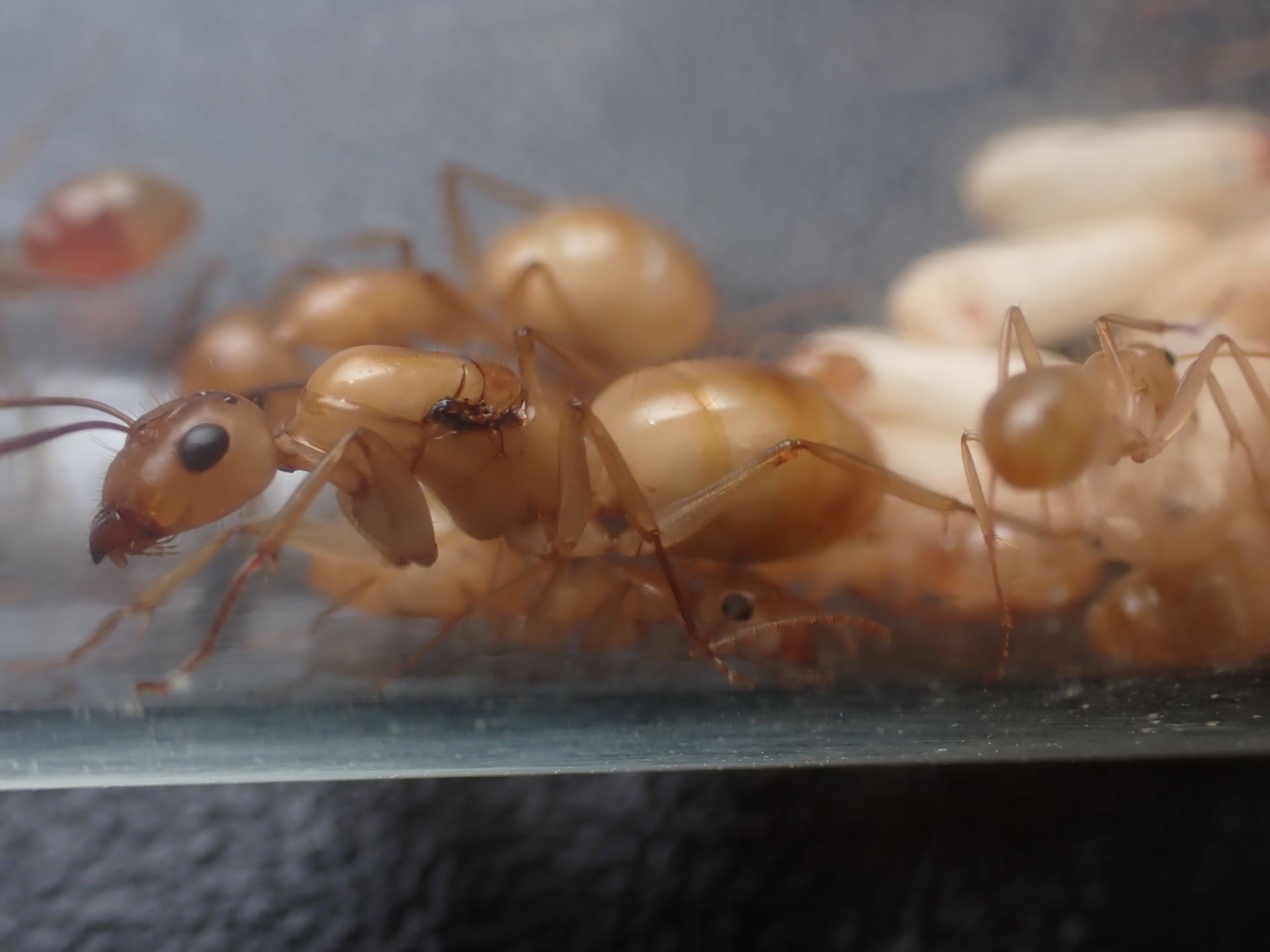 Camponotus fragilis 7