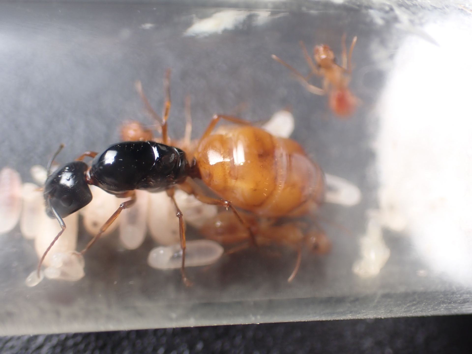 Camponotus semitestaceus 4