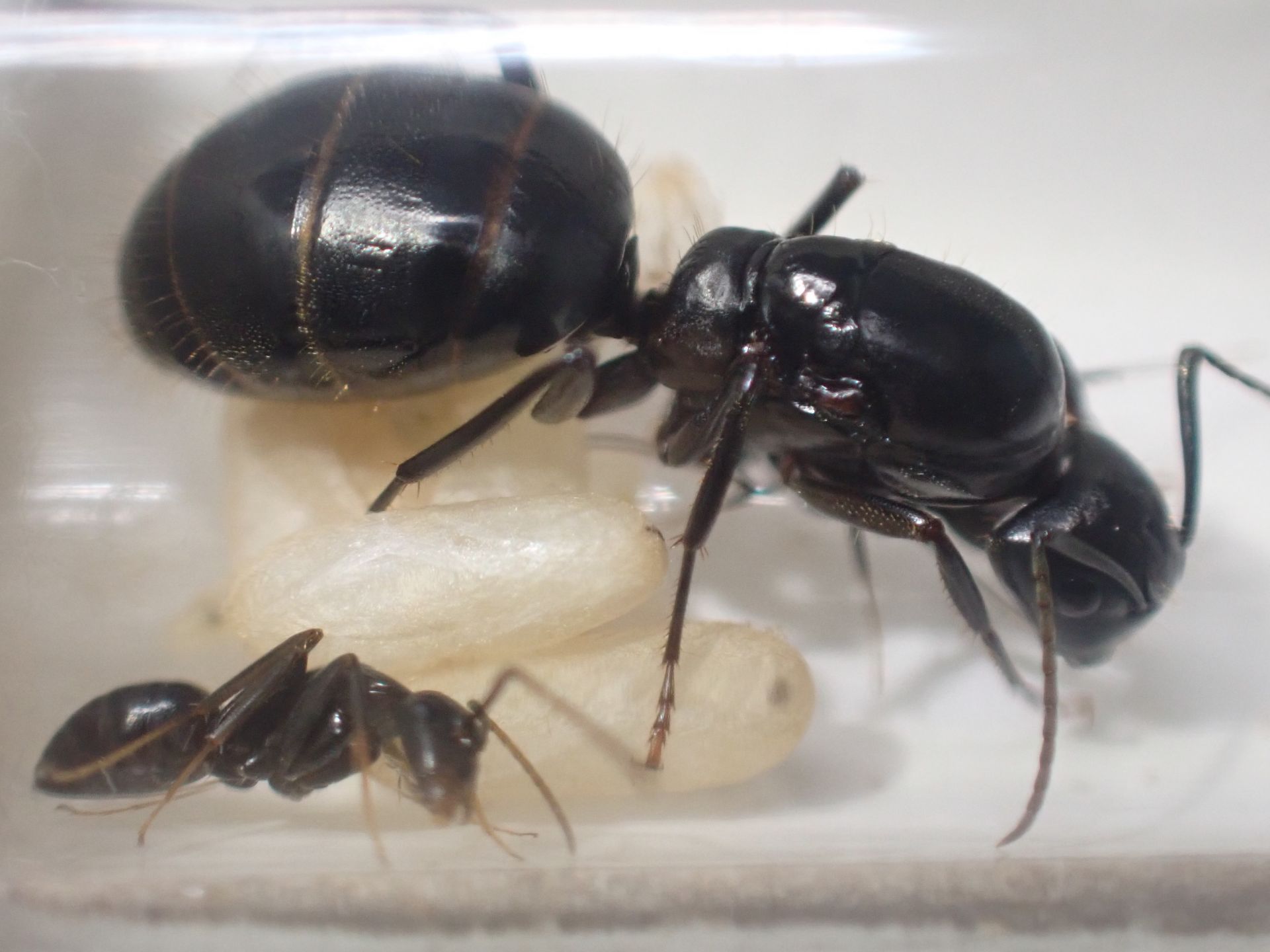 Camponotus vicinus 3