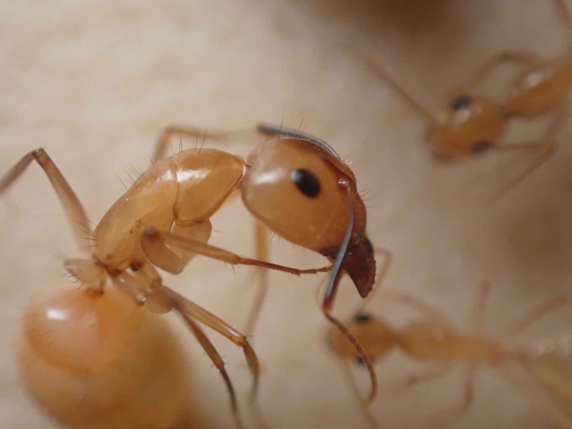 Camponotus fragilis 5