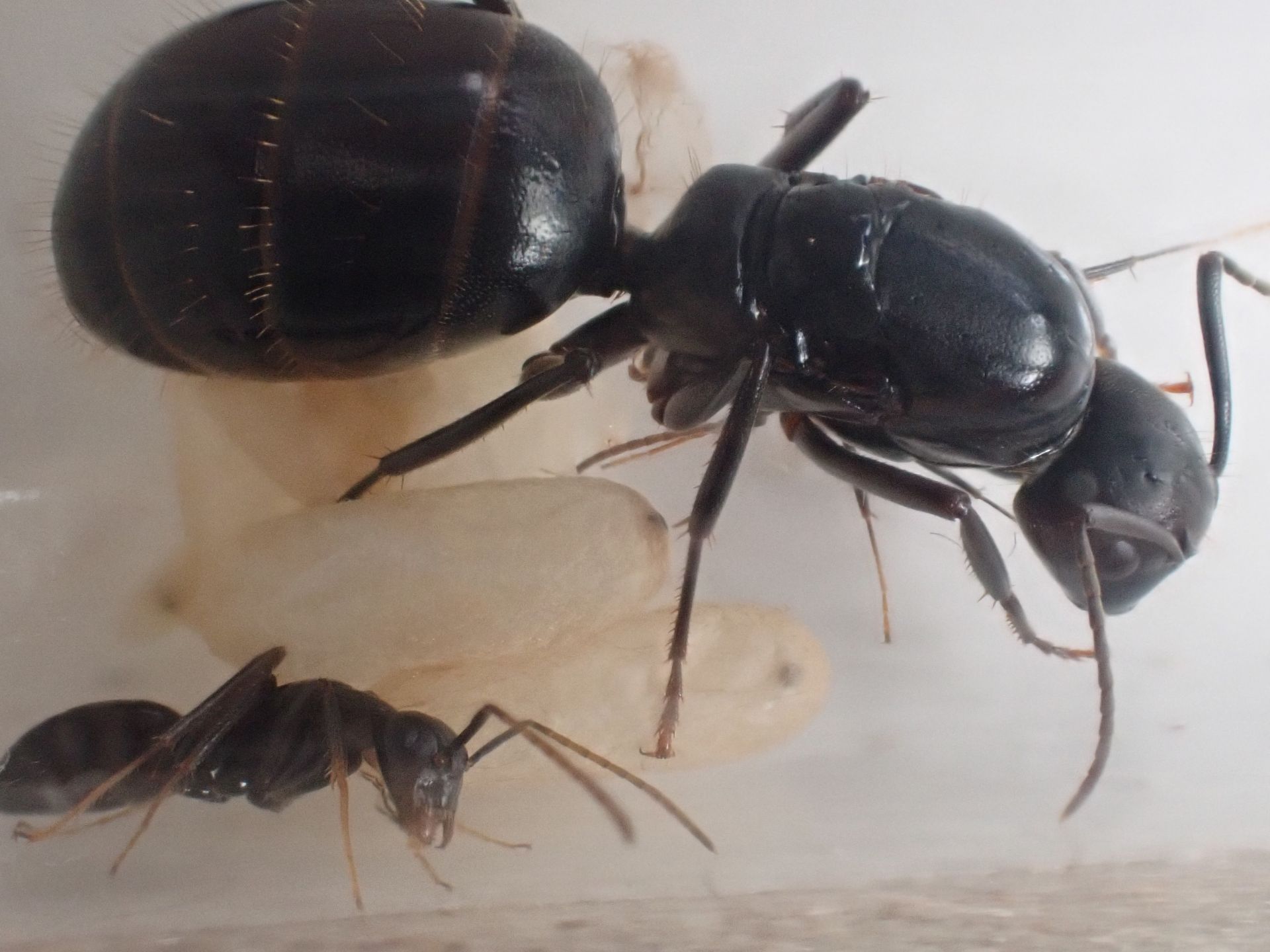 Camponotus vicinus 4