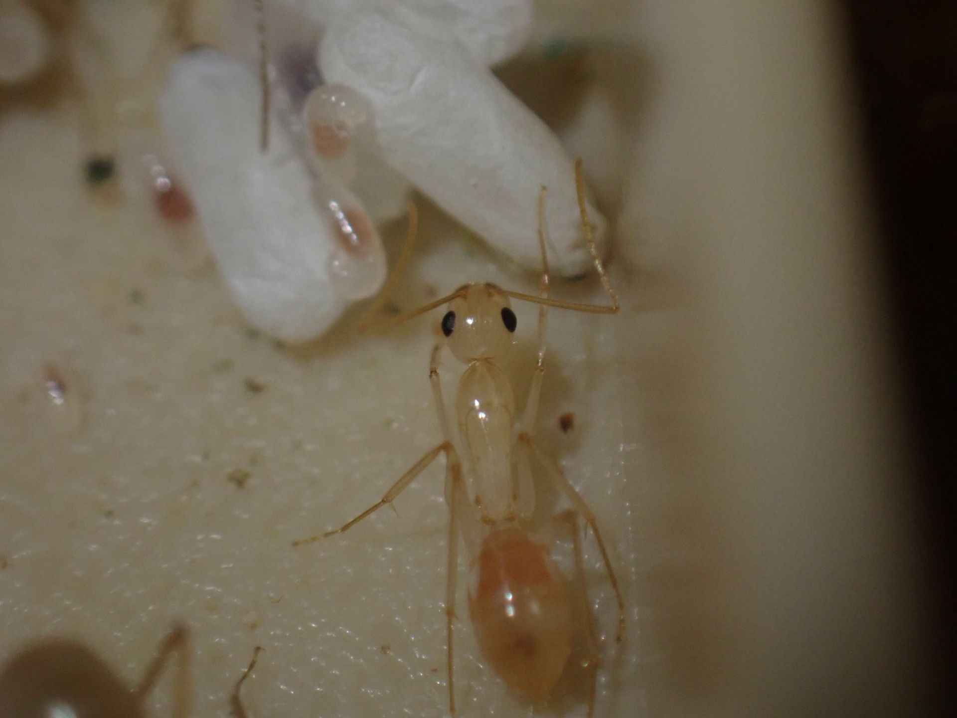 Camponotus fragilis 1