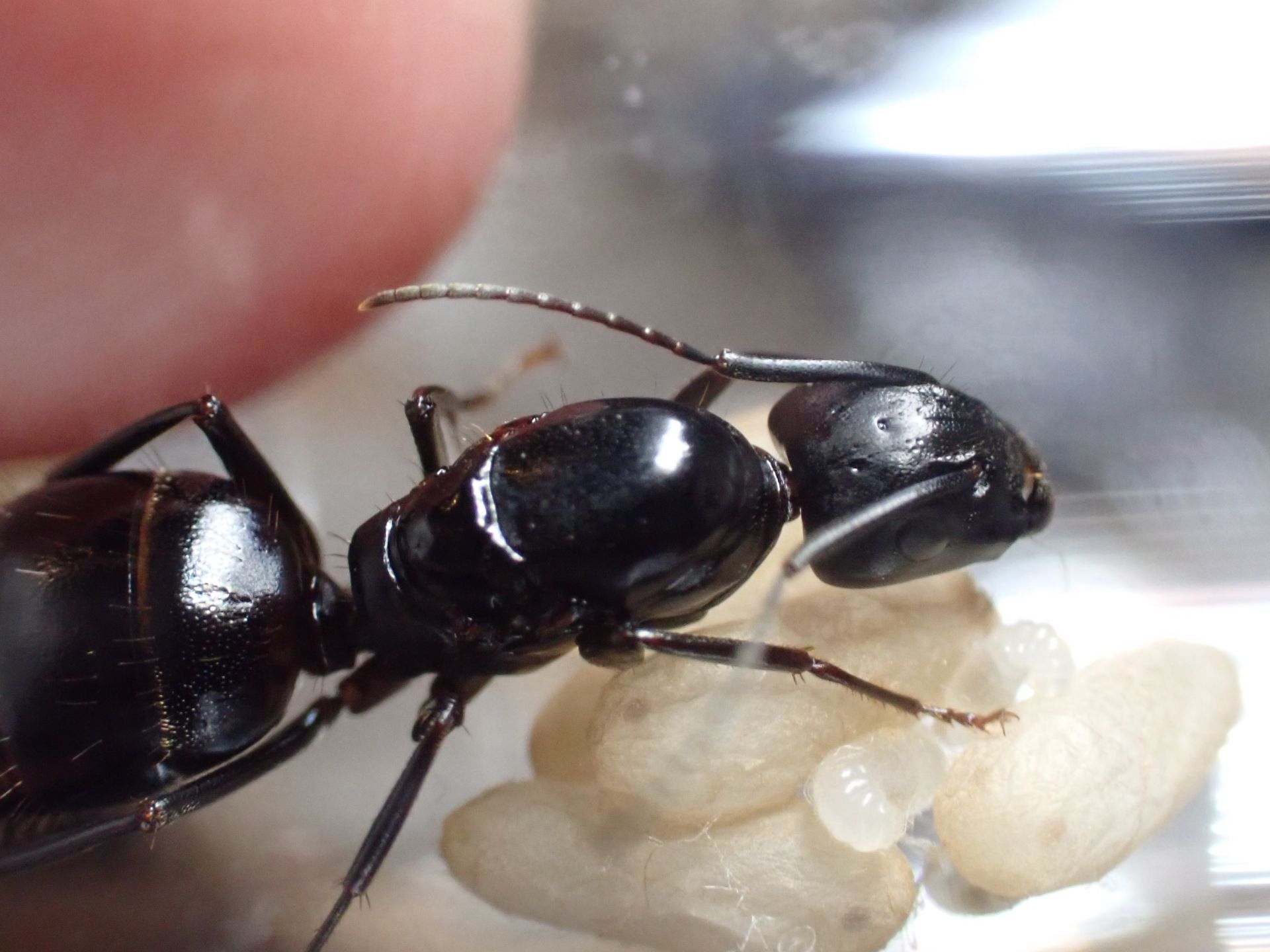 Camponotus vicinus 1