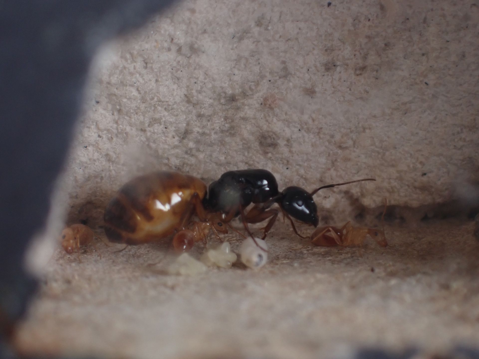 Camponotus semitestaceus 1
