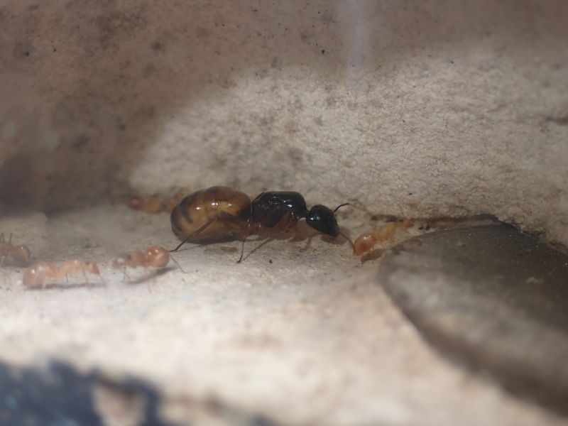 Camponotus semitestaceus 2 Camponotus semitestaceus 2