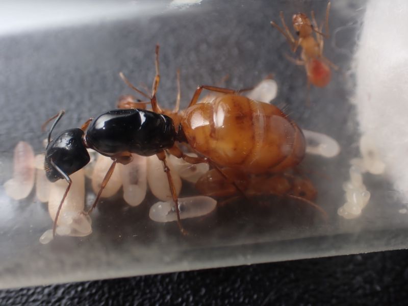 Camponotus semitestaceus 3 Camponotus semitestaceus 3