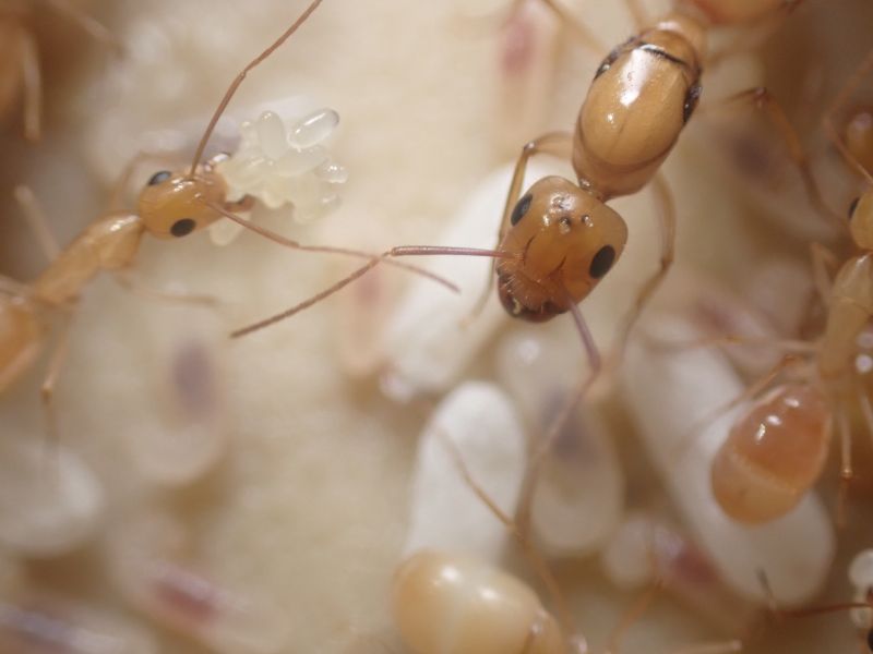 Camponotus fragilis 4 Camponotus fragilis 4
