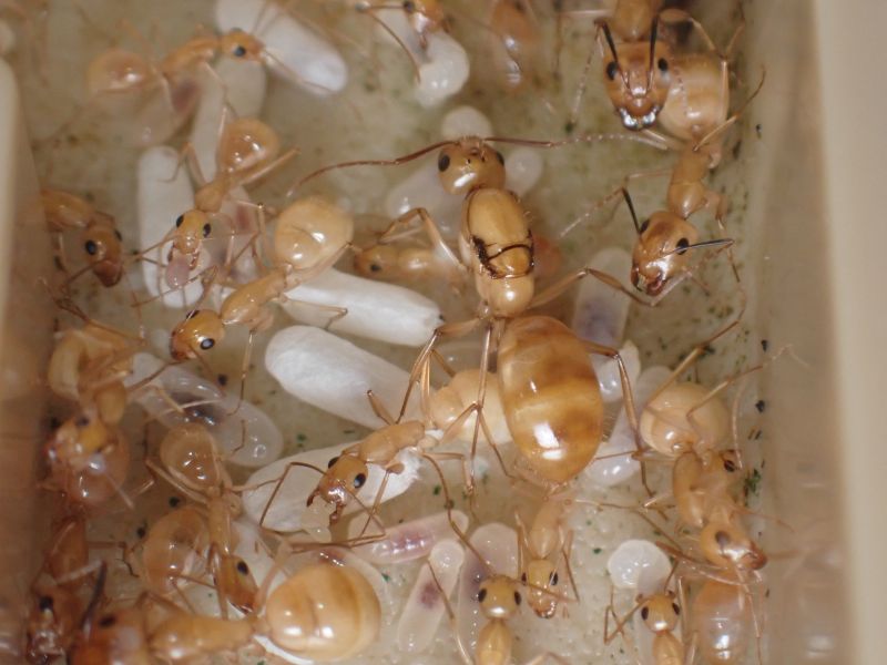 Camponotus fragilis 3 Camponotus fragilis 3