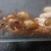 Camponotus fragilis 7