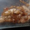 Camponotus fragilis 6