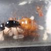 Camponotus semitestaceus 4