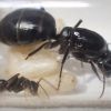 Camponotus vicinus 3