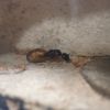 Camponotus semitestaceus 2