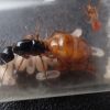 Camponotus semitestaceus 3