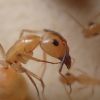 Camponotus fragilis 5