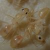 Camponotus fragilis 2