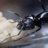 Camponotus vicinus 2