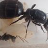 Camponotus vicinus 4