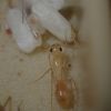 Camponotus fragilis 1