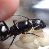 Camponotus vicinus 1