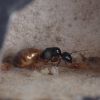 Camponotus semitestaceus 1