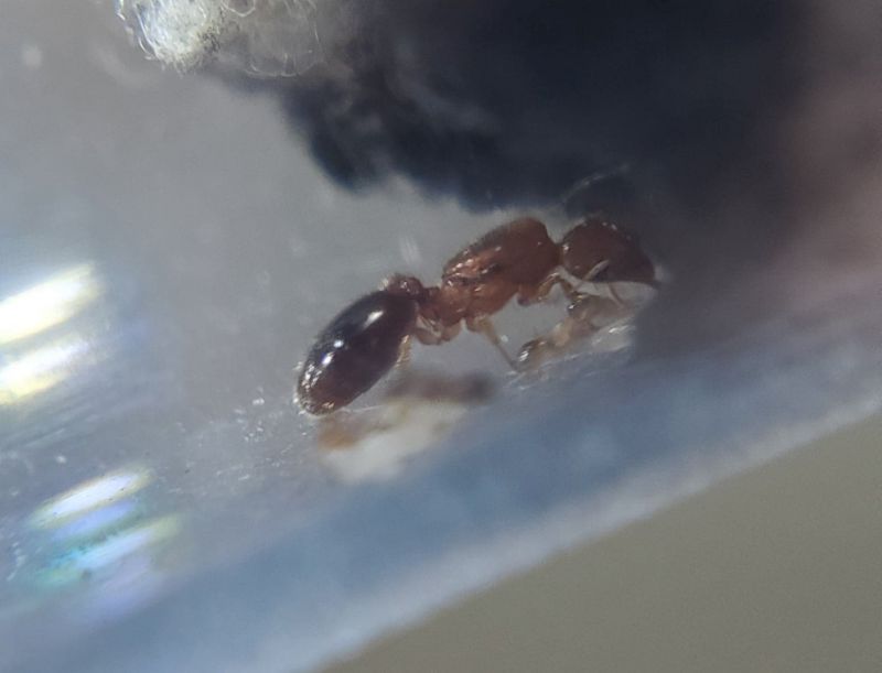 Pheidole bicarinata