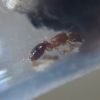 Pheidole bicarinata