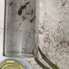 Crematogaster Update [1]