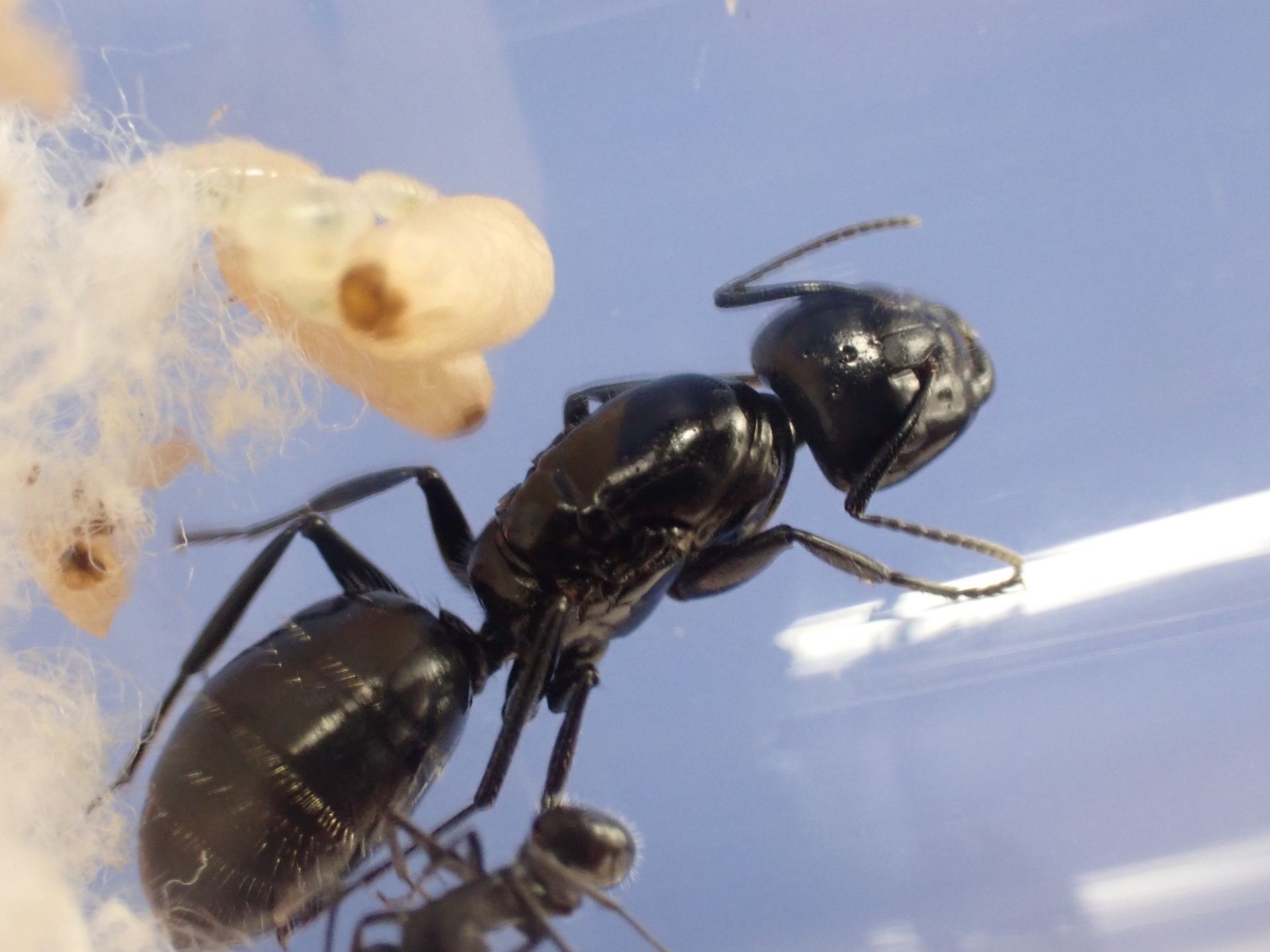 Camponotus laevigatus colony 1