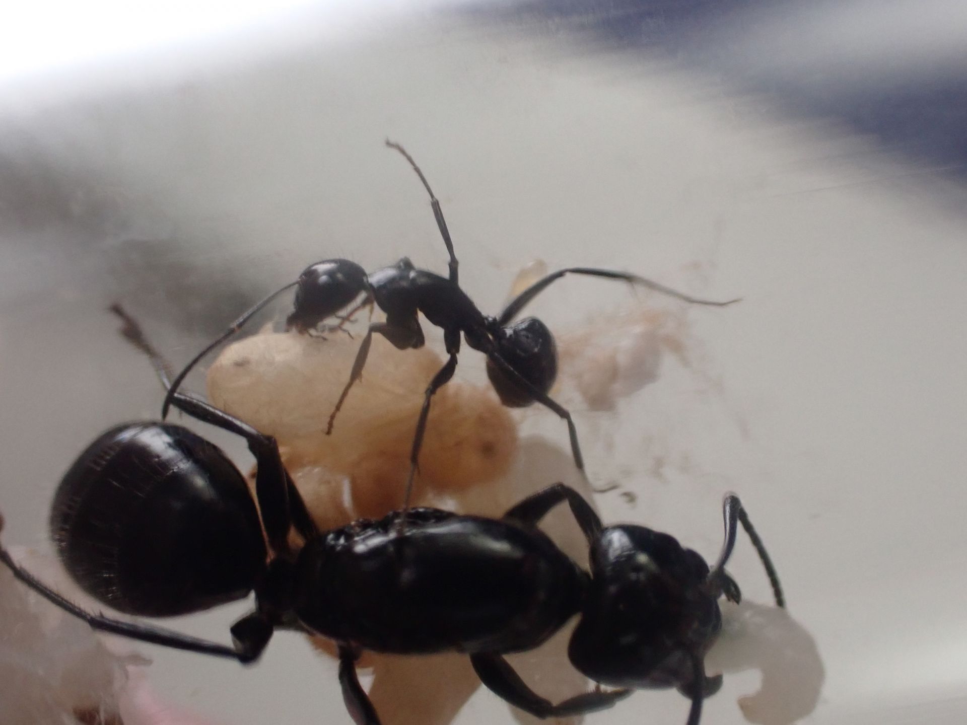 Camponotus laevigatus colony 2