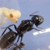 Camponotus laevigatus colony 1