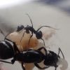 Camponotus laevigatus colony 2