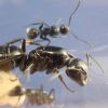Camponotus laevigatus colony 1 (2)