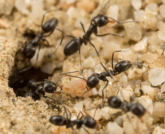 Pyramid Ant (Possible Dorymyrmex insanus)