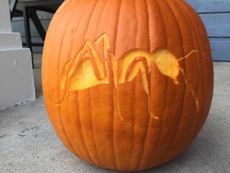 Ant-o-lantern (jack-o-antkin?)