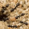 Pyramid Ant (Possible Dorymyrmex insanus)
