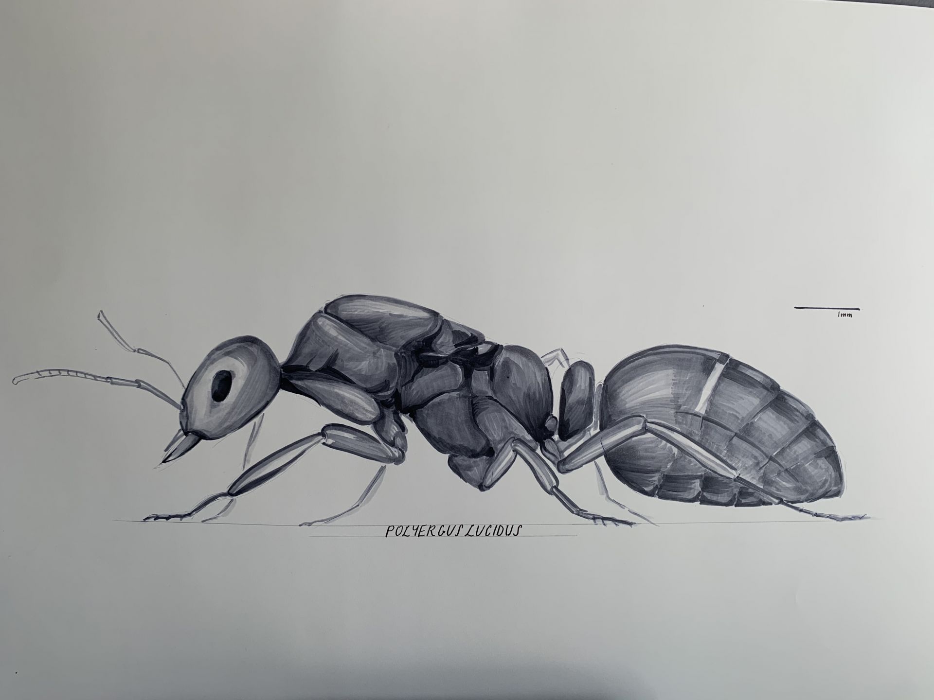 Would you buy ant drawings? - General Market Place - Ants & Myrmecology