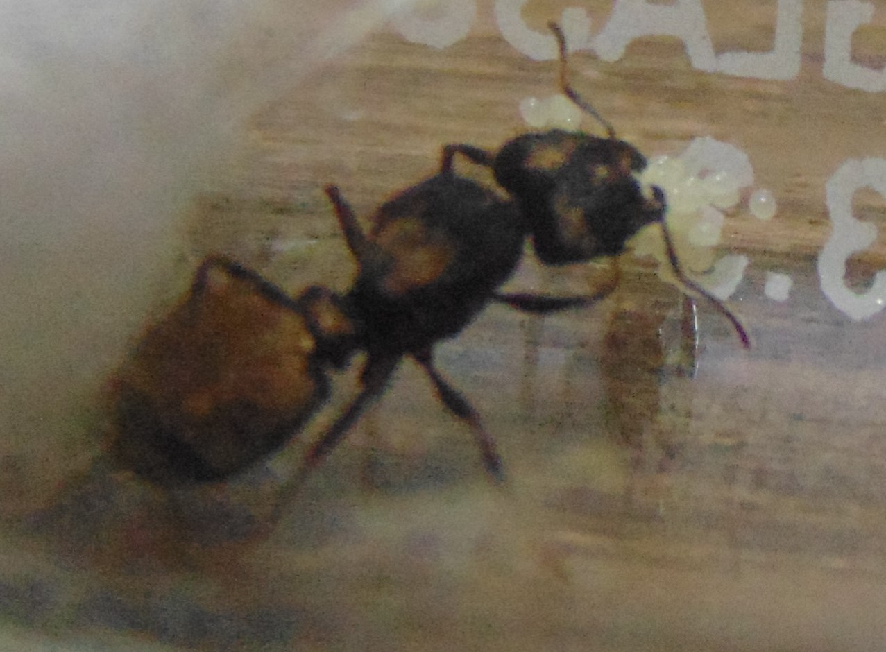 PHEIDOLE QUEEN