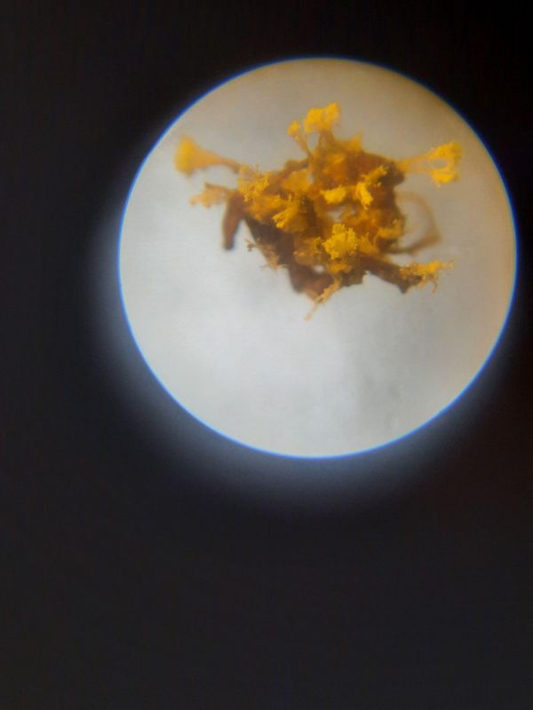 antKillingFungus antKillingFungus
