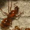 Q2 thorax