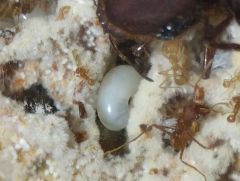 IMG 20201125 074513215 IMG 20201125 074513215