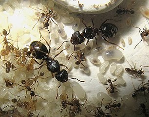 Pheidole indica queens