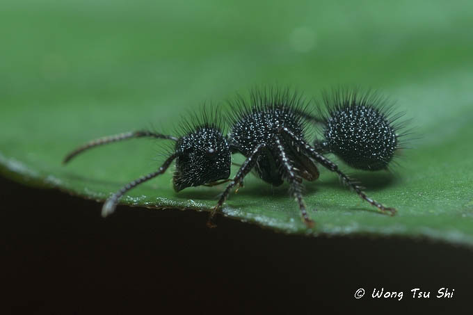 Echinopla  melanarctos