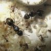 Pheidole indica queens