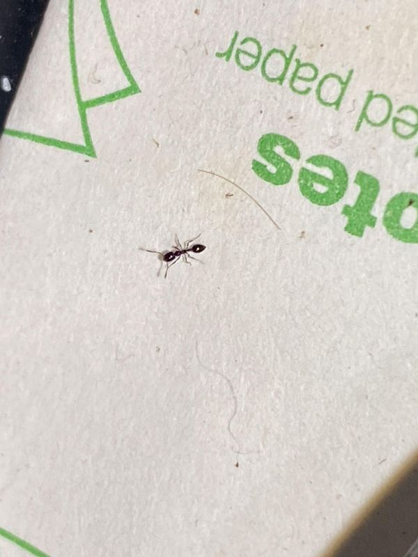 Single Ant tearing up my desk