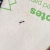 Single Ant tearing up my desk